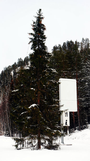 圣诞树上覆盖的雪图片下载