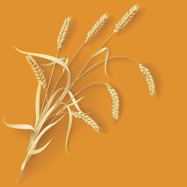 小麦的耳朵图片下载