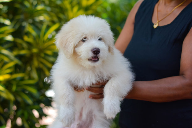 可爱的西藏小猎犬图片下载