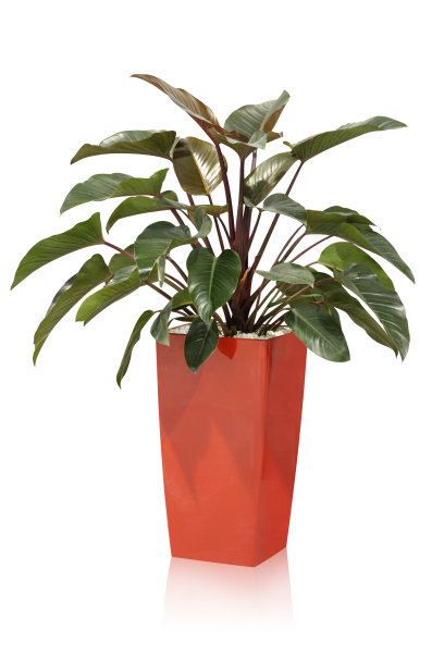 室内植物-热带植物图片下载