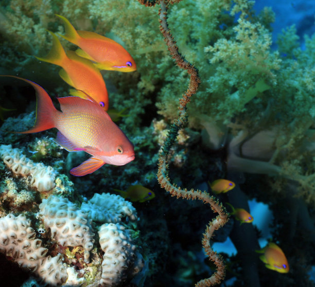 水下的场景图片下载