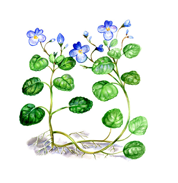 Senpolia。植物学图片下载