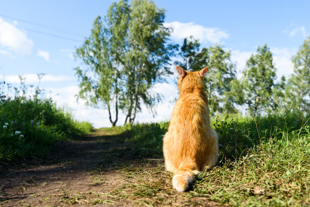 红猫背对着摄像机坐在马路上图片下载