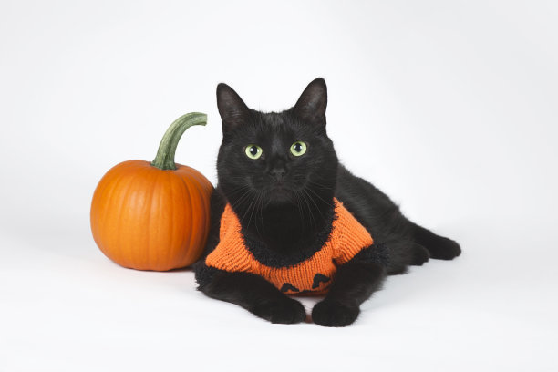 万圣节的猫图片下载