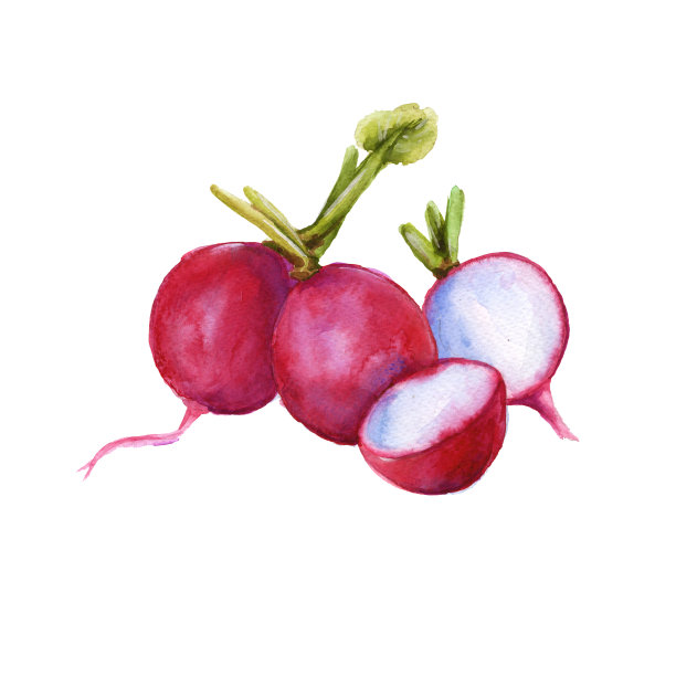 萝卜。孤立。水彩插图。图片下载