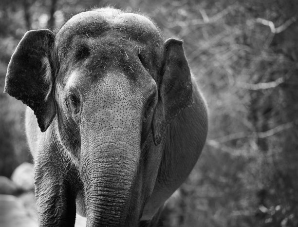 恒河大象。图片下载