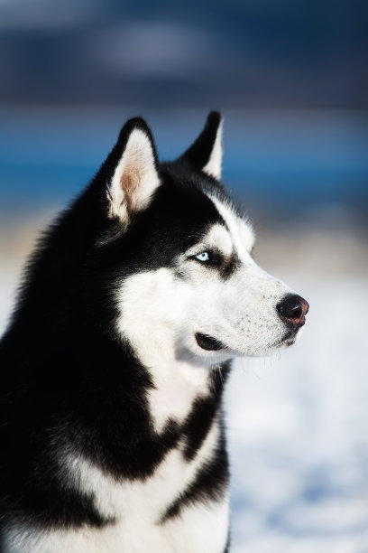 冬季的哈士奇肖像图片下载