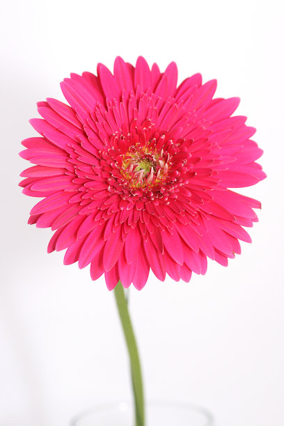 粉红色的嘉宝图片下载