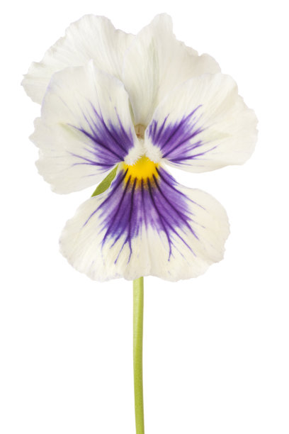 堇型花图片下载