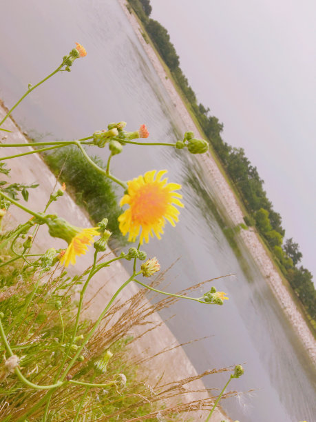 蒲公英图片下载