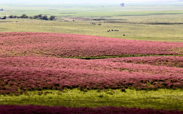 粉红色的花苜蓿图片下载