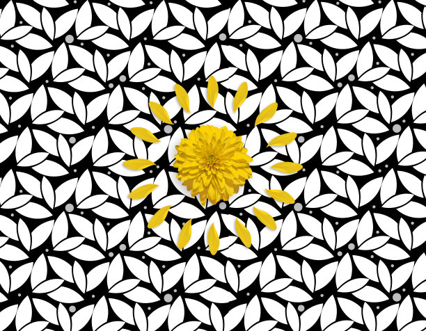 黄色的花和花瓣在黑白的花背景上。图片下载