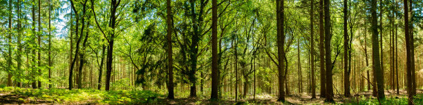 森林全景图片下载