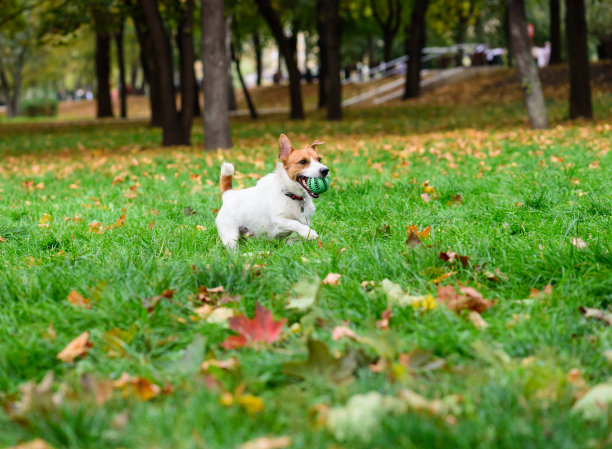 可爱的小狗在秋季公园玩玩具球图片下载