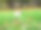 可爱的小狗在秋季公园玩玩具球图片下载