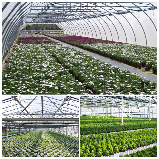 温室中的商业植物图片下载