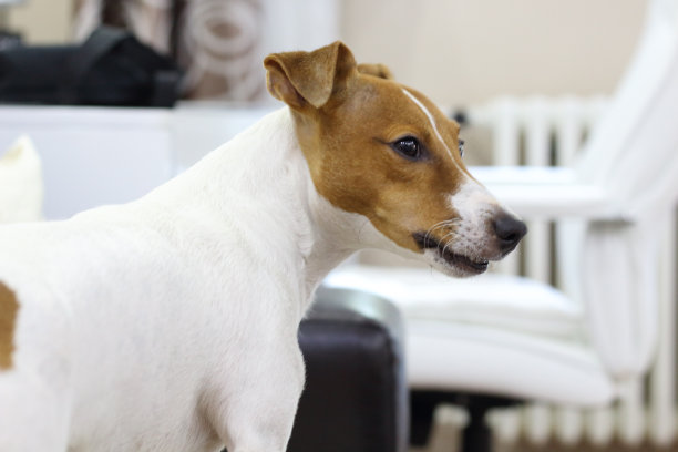 杰克罗素梗图片下载