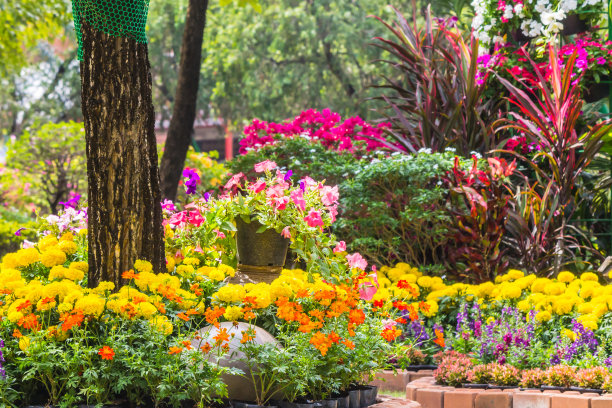 花园里有花。图片下载