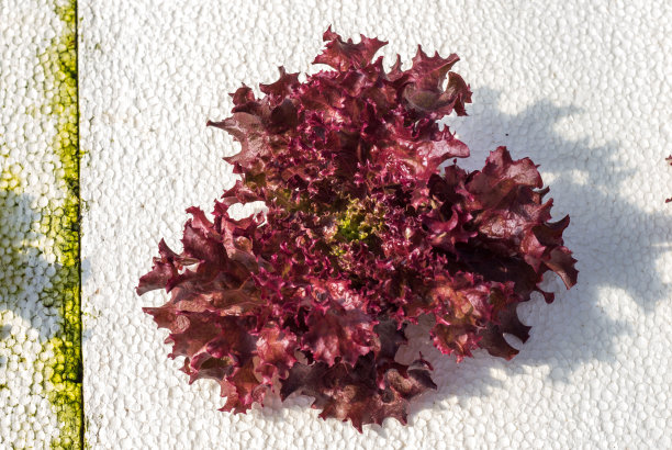 水培蔬菜农场图片下载