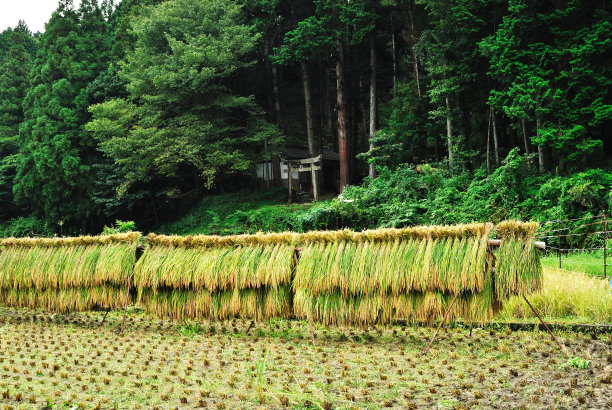 收割。图片下载