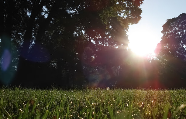阳光下的草坪。图片下载