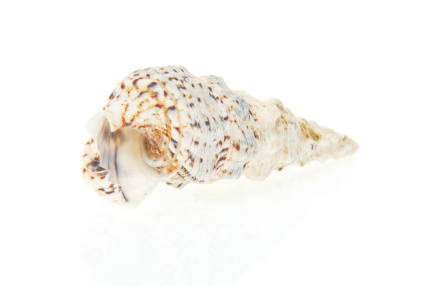 海扇关闭图片下载