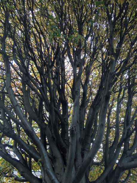 生命之树图片下载