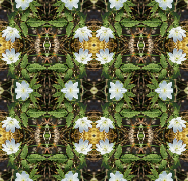 花和叶的抽象图案图片下载