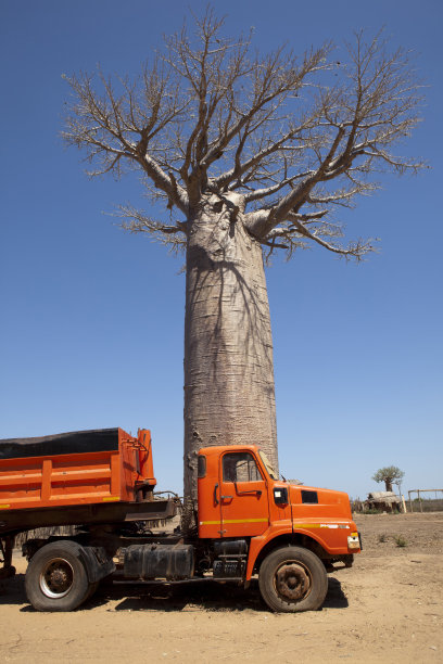卡车和猴面包树图片下载