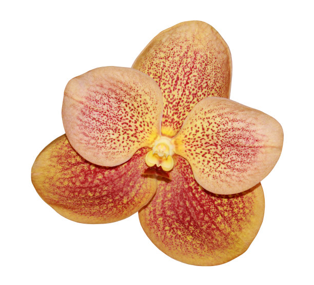 孤立的万带兰兰花图片下载