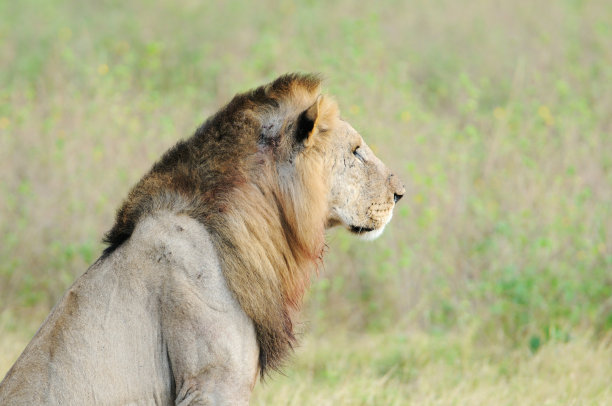 大雄狮图片下载