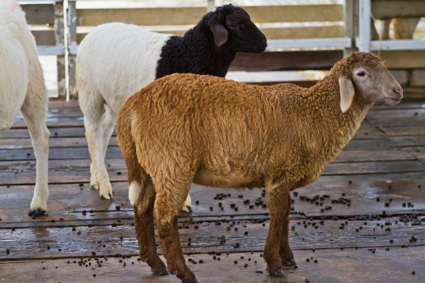 羊在农场图片下载