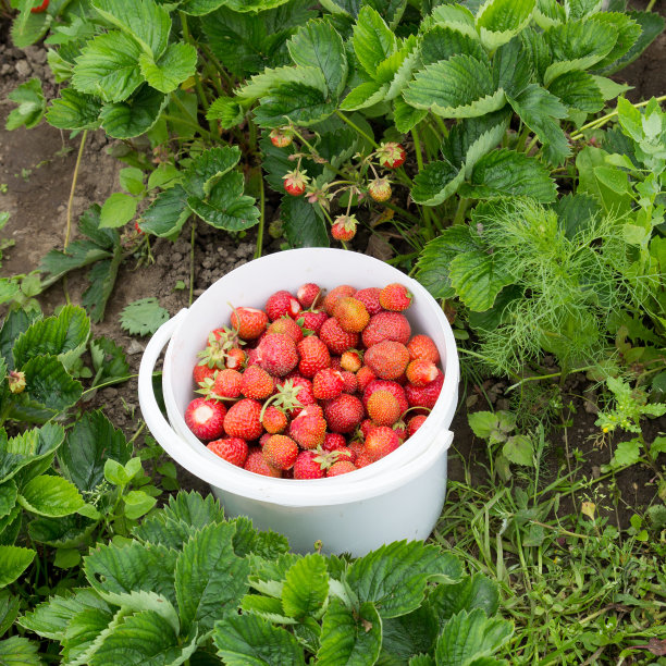 草莓图片下载