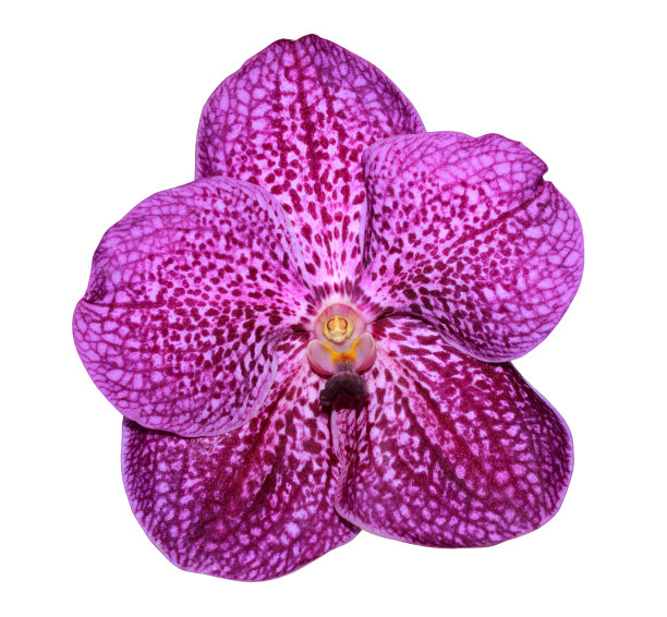 孤立的万带兰兰花图片下载