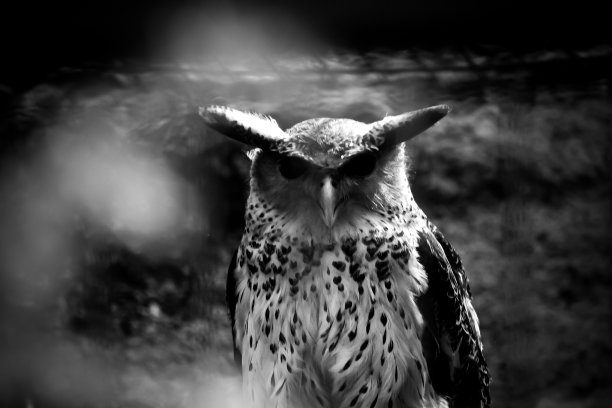 猫头鹰图片下载