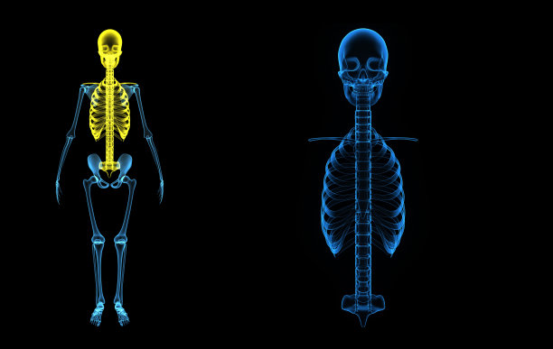 颅骨和胸腔图片下载