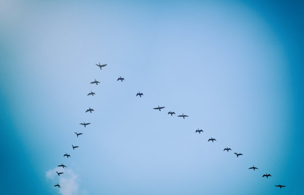 天空中的鸟/图片复古色调图片下载