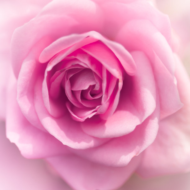 粉色玫瑰图片下载