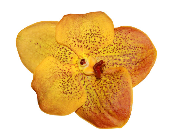 孤立的万带兰兰花图片下载