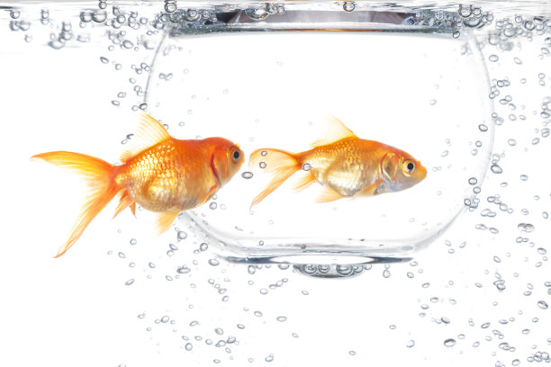两条金鱼图片下载