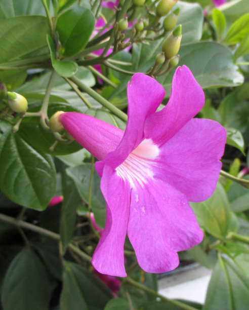 一朵盛开着晨露的紫色小花图片下载