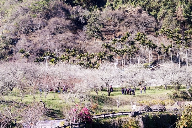 和家里李子图片下载