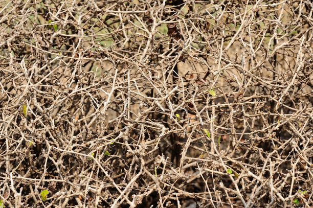 干枝纹理和图案图片下载