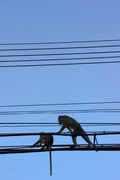 两只猴子在电线上图片下载