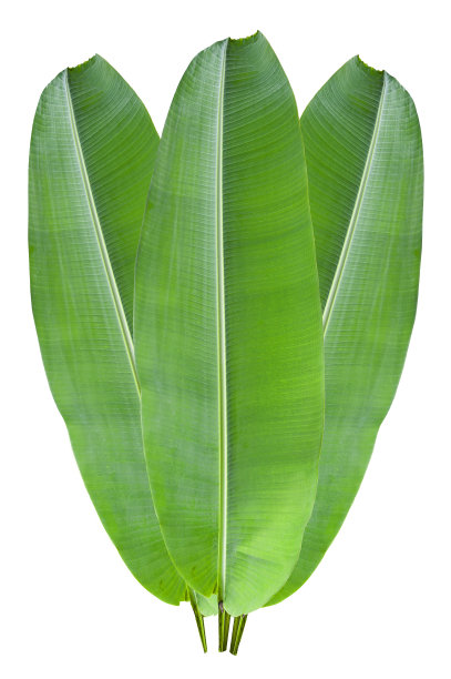 香蕉绿叶图片下载