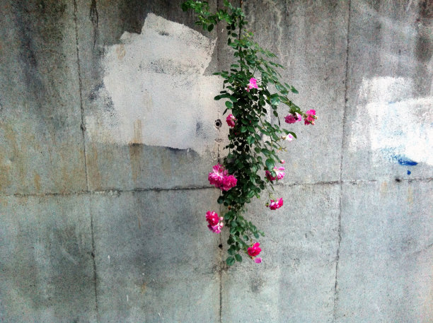 寂寞的玫瑰图片下载