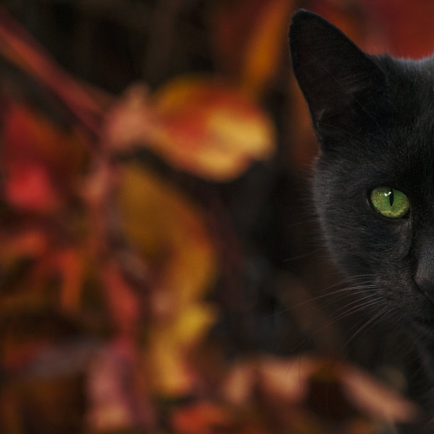 黑色的猫素材图片