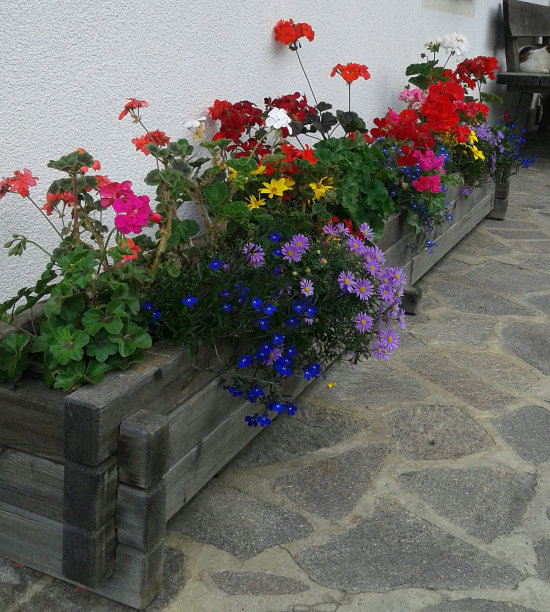 鲜花，2016年7月3日图片下载