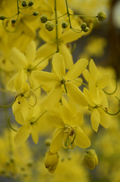 金色阵雨特写图片下载