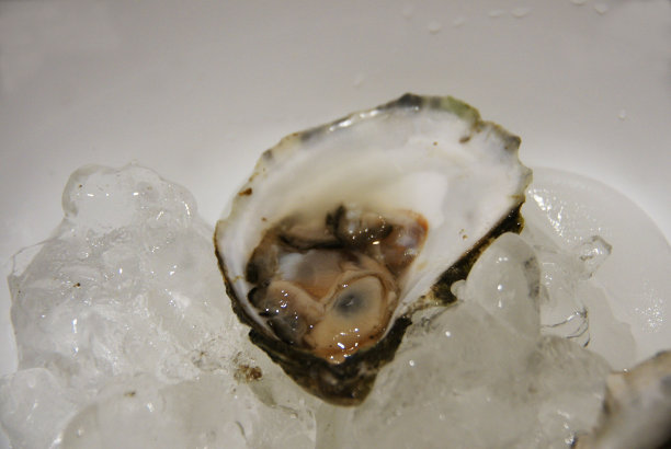 牡蛎在冰上图片下载